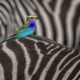 Image: Wildlife Photographer of the Year / Lakshitha Karunarathna